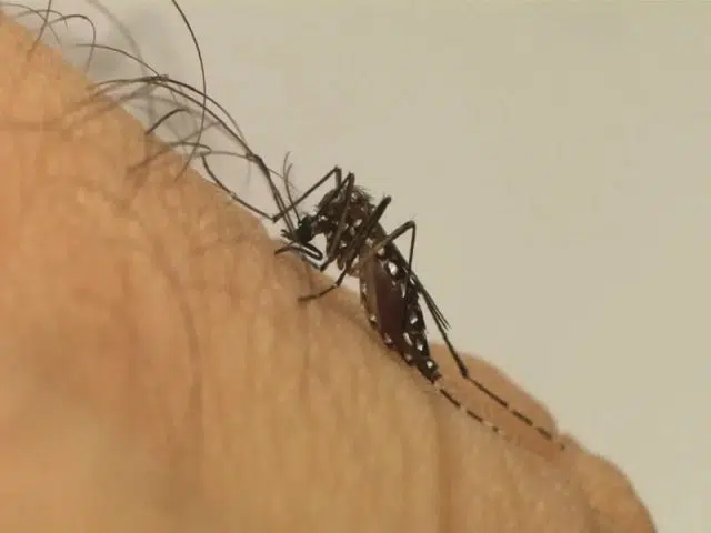 aedes aegypti mosquito da dengue