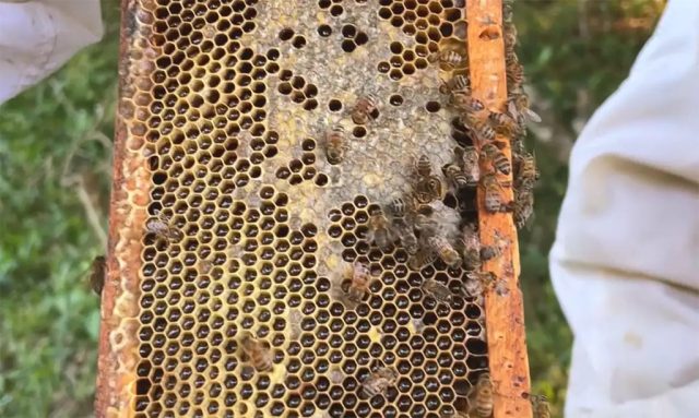 imagem ilustrativa apicultura