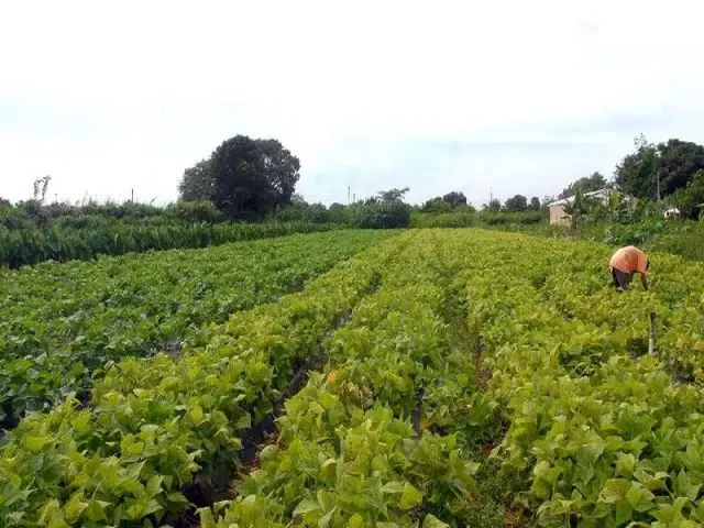 lavoura_agricultura_familiar