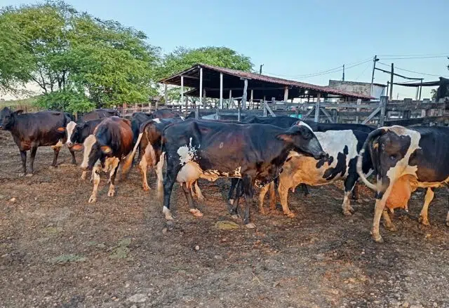 pecuária leiteira - fazenda santa clara pb