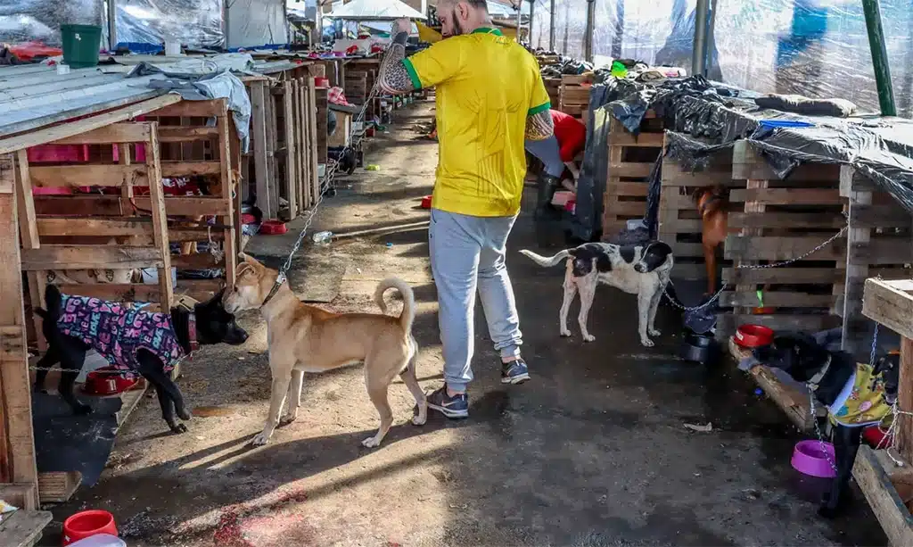 resgate de animais no rio grande do sul