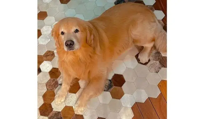 cachorrinho golden