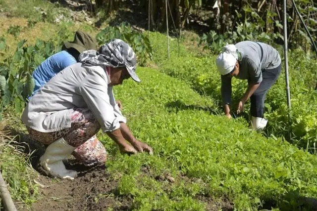 imagem ilustrativa agricultura familiar - horta