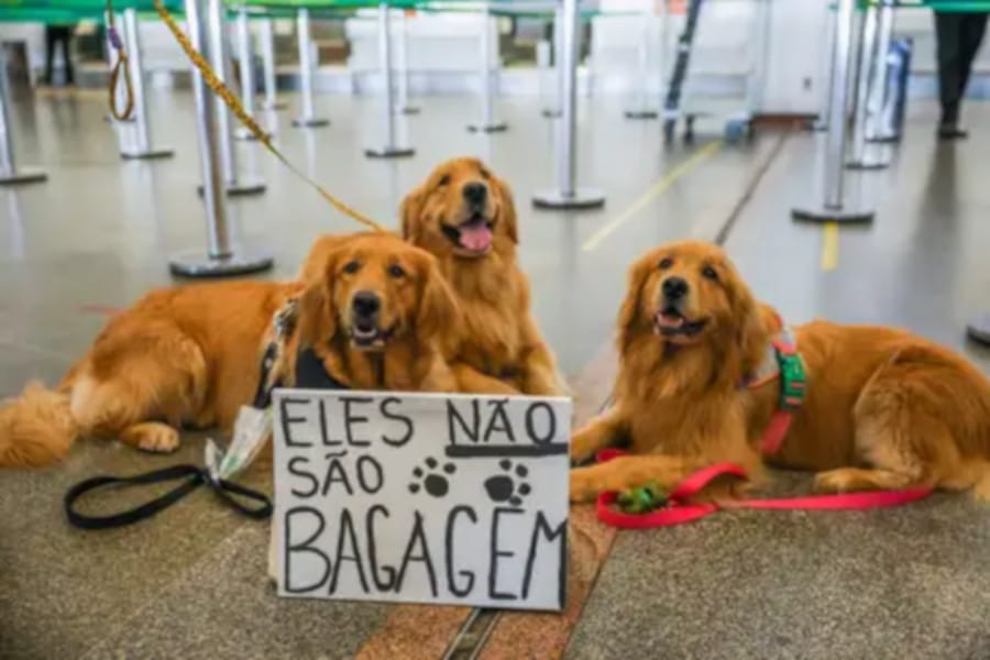 viajar ou não com os pets? Saiba mais
