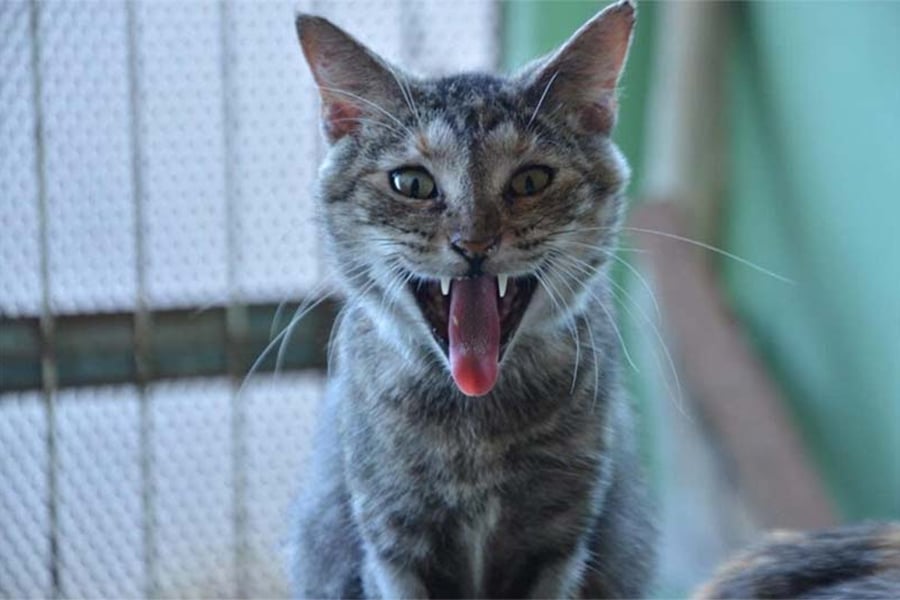 saiba tudo sobre a calicivirose em gatos saiba tudo sobre a calicivirose em gatos