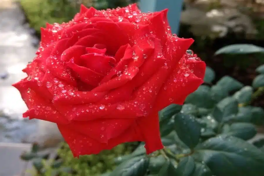 rosa-orvalho
