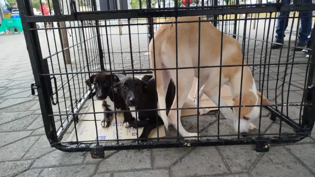 doações gatos e cães
