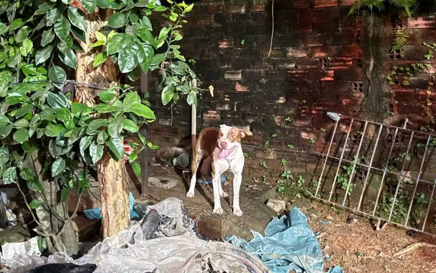 pitbull ataque
