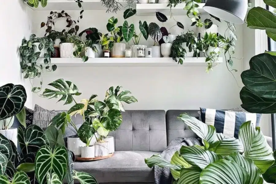 decoração planta