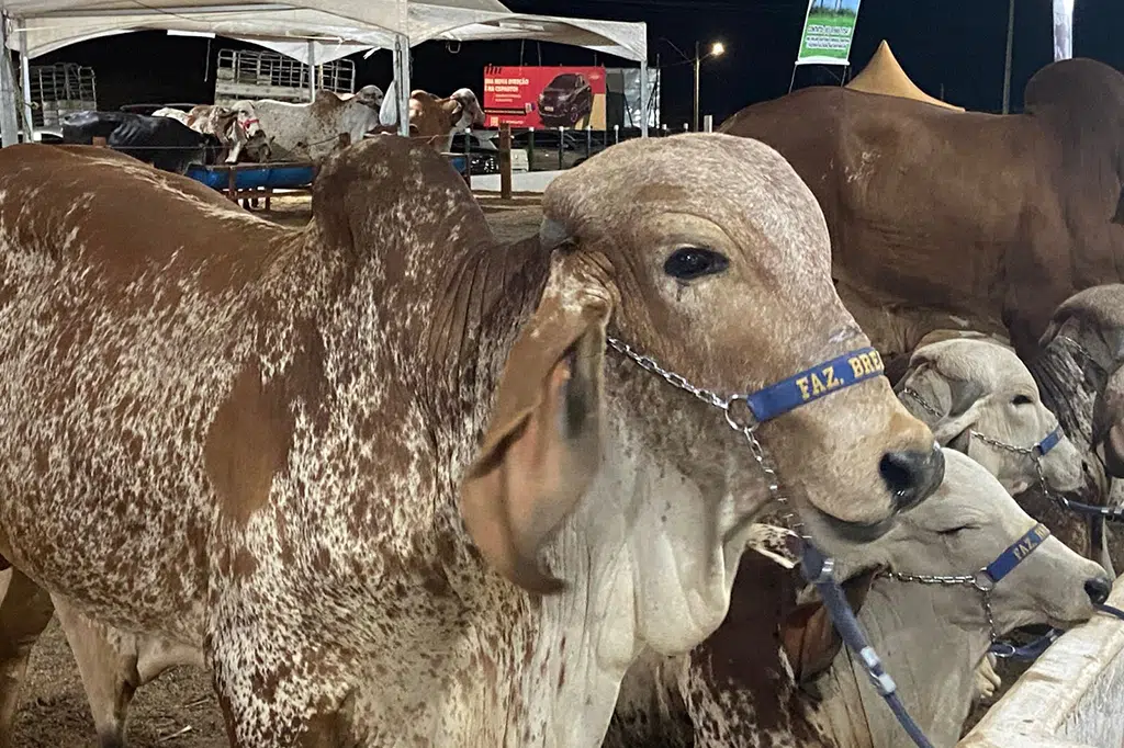 expo pombal exposicao de animais