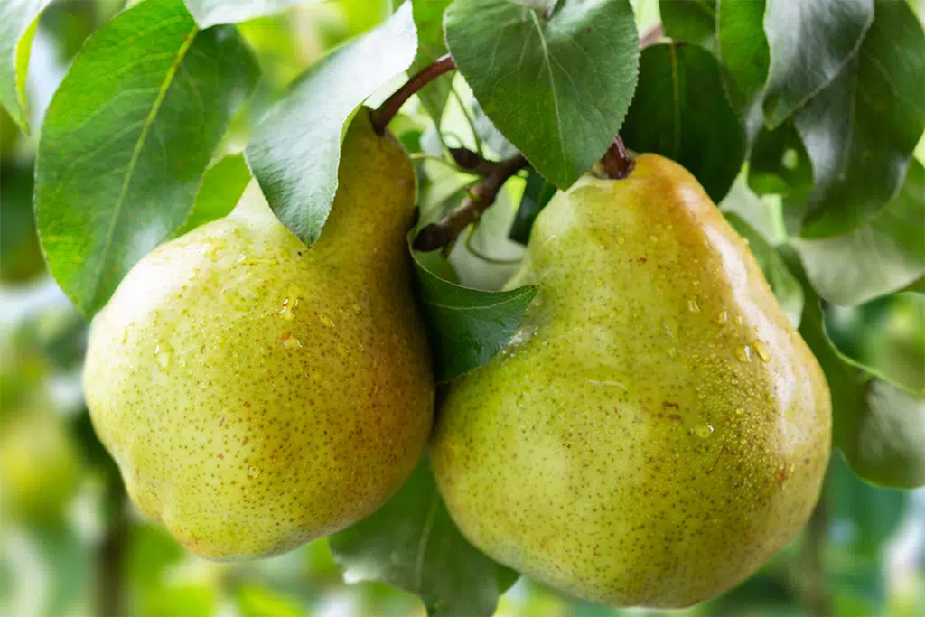 frutas pera