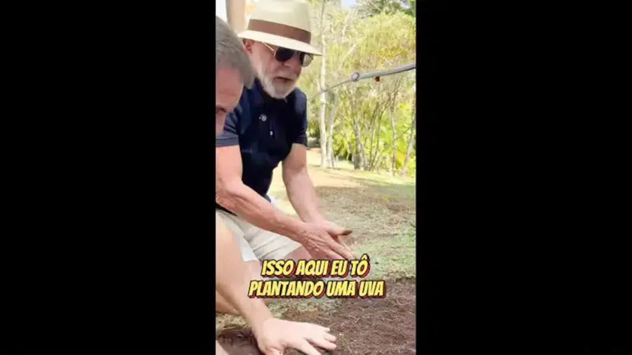 lula plantando uva
