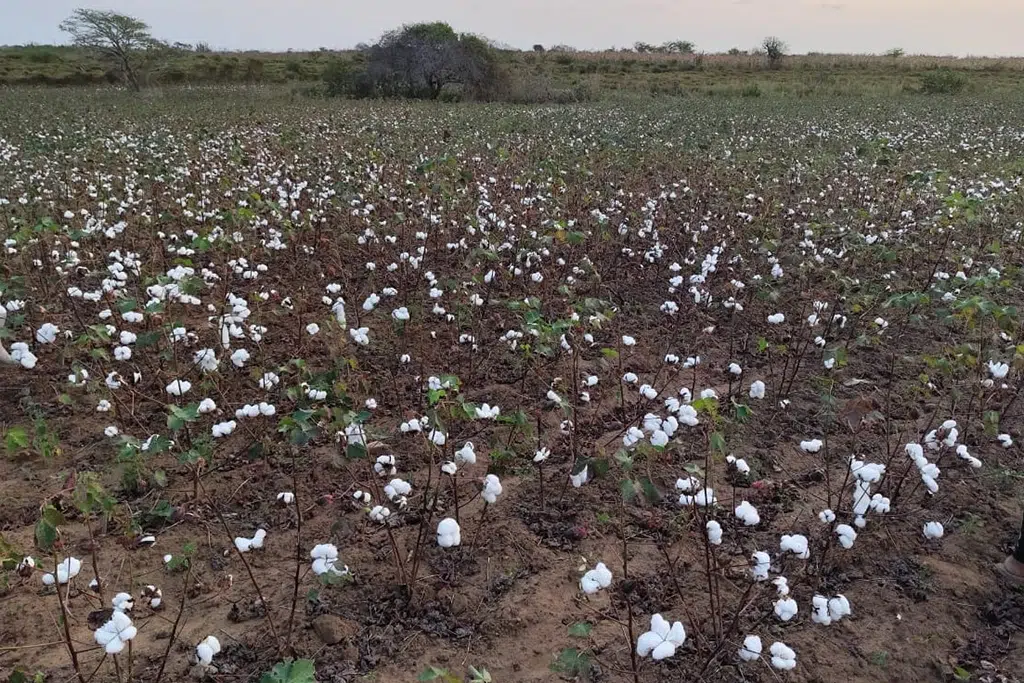 algodao organico
