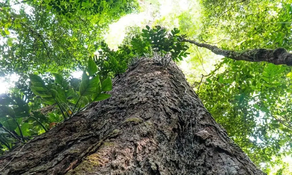 arvore gigante