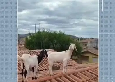 cabras