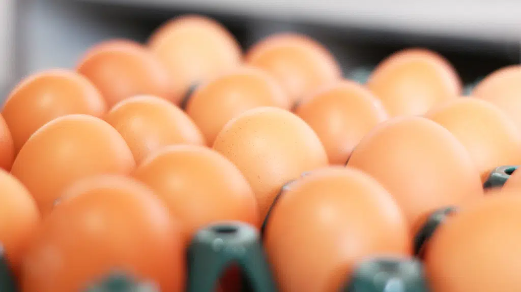 ovos