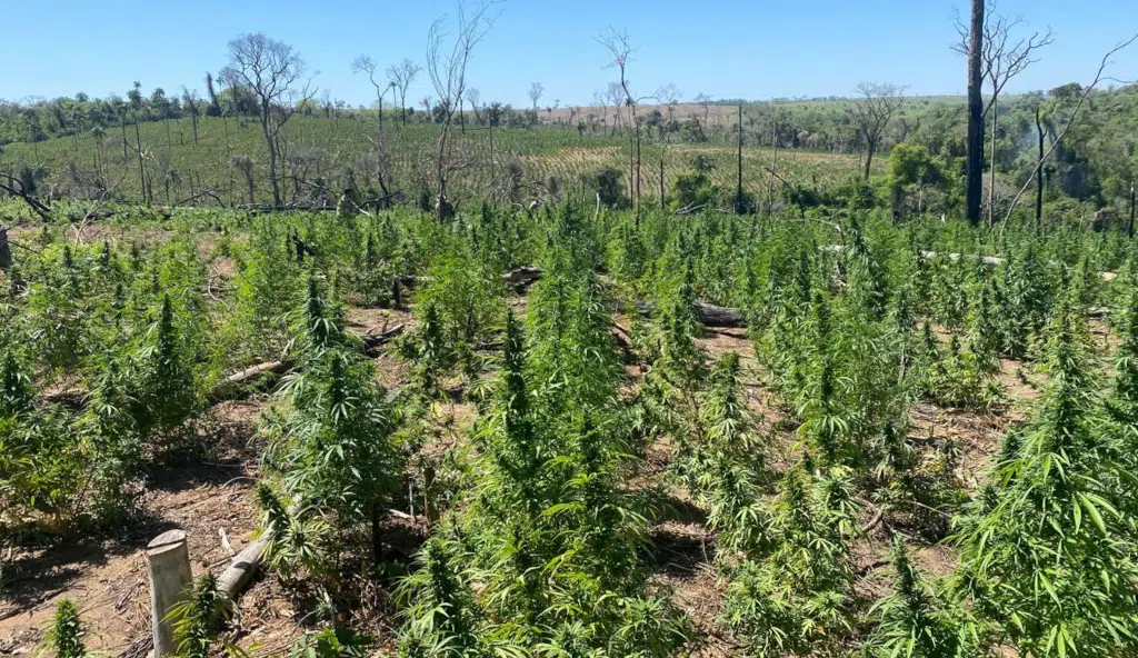 plantação de maconha