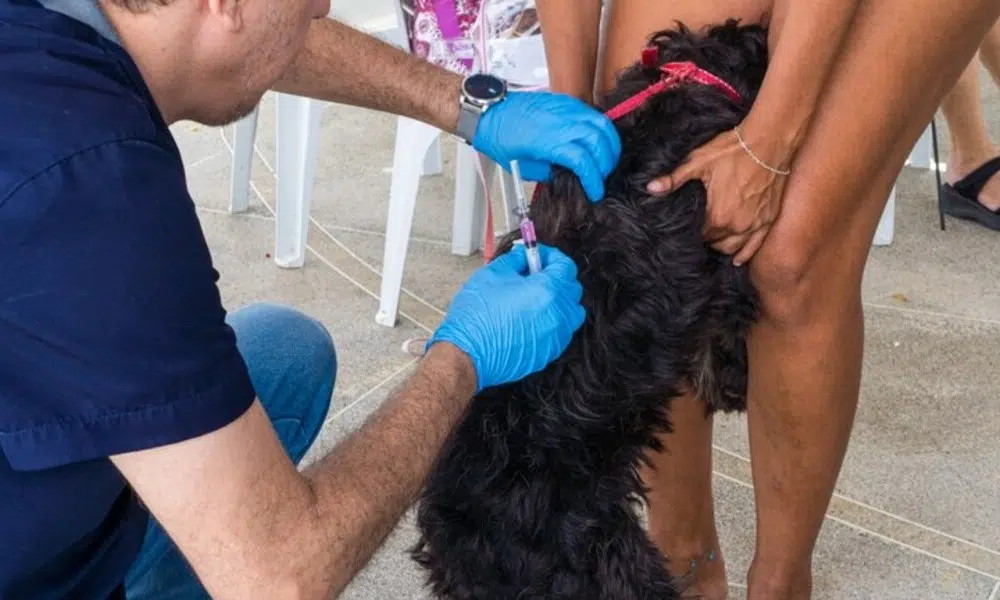 vacinacao contra raiva animal