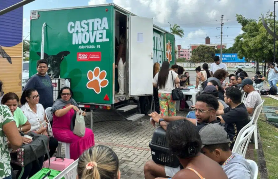 castração de gatos