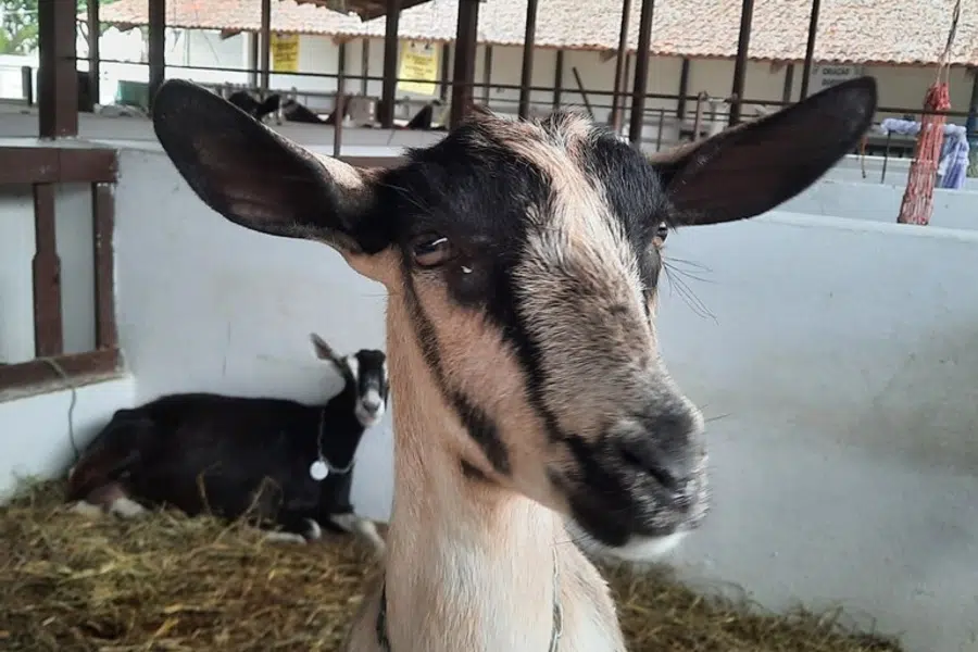 jua capri caprinocultura