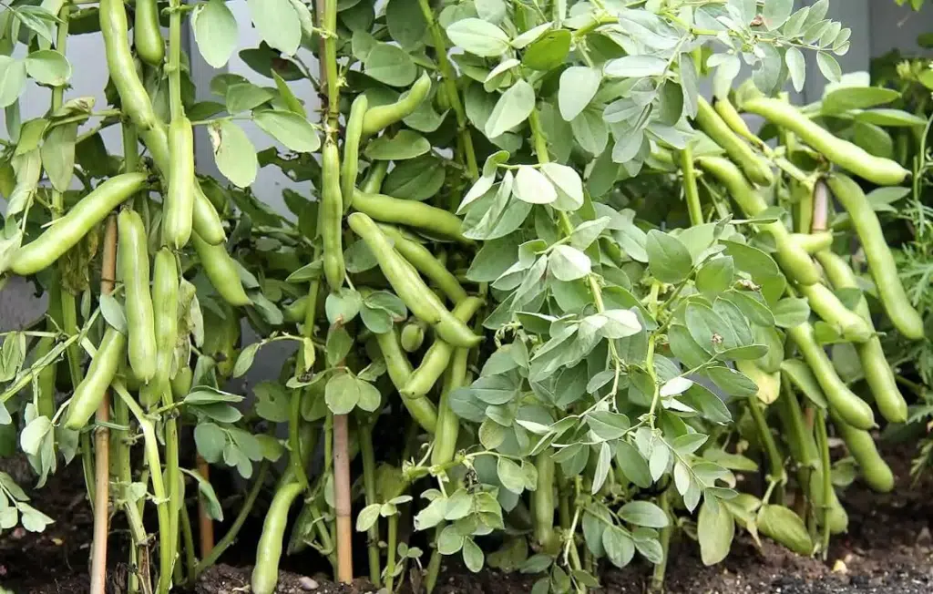 plantação de favas