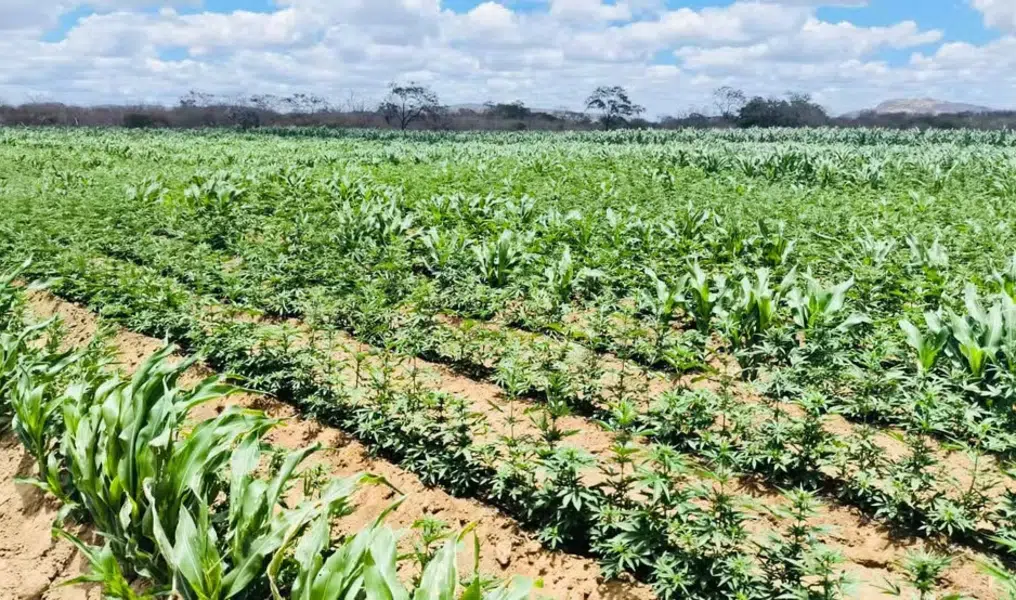 plantacao de maconha em camalau pb
