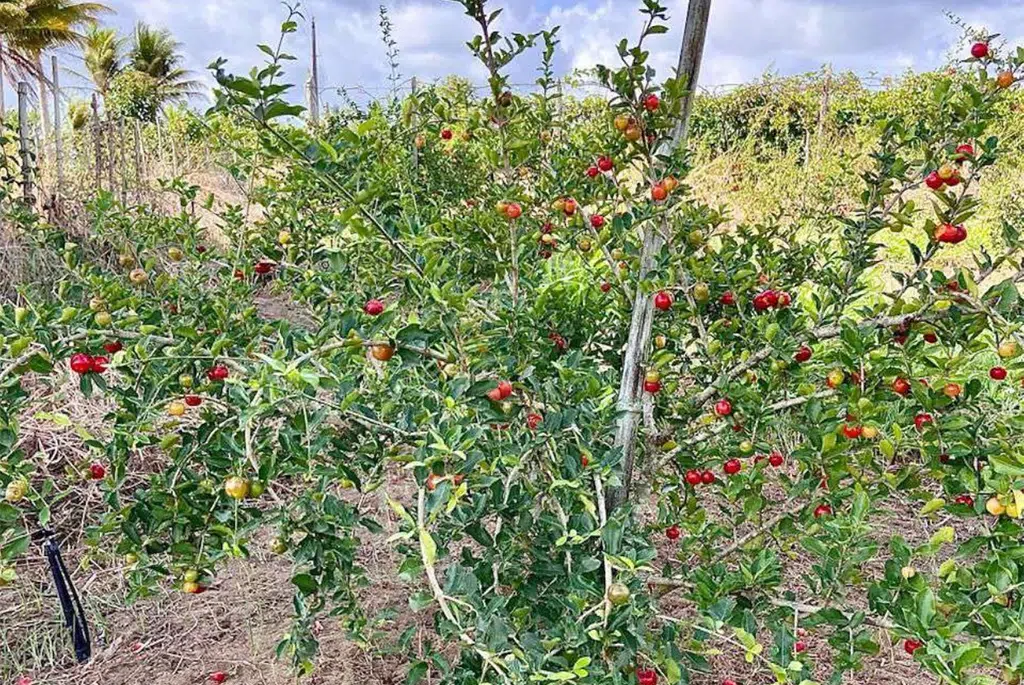 acerola rubi pb