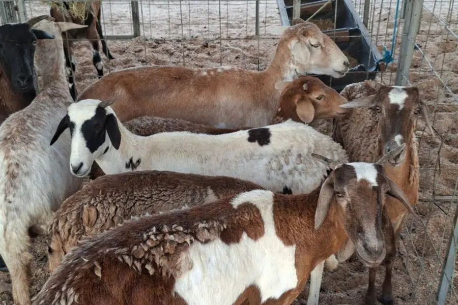 ovinos feira da cabra