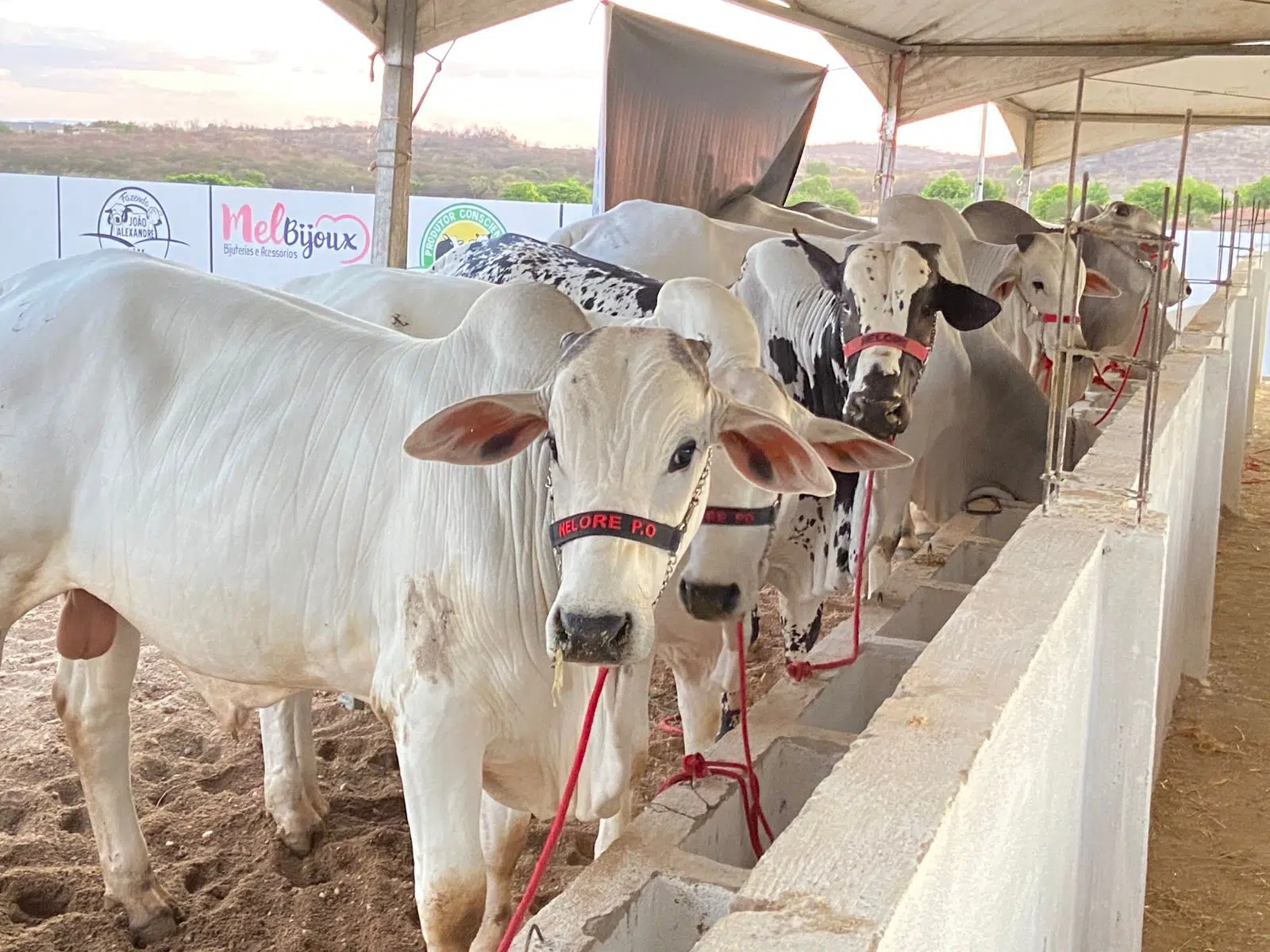 v leite do vale expo negÓcios ediÇÃo 2025