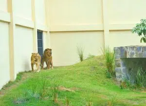 bica. leao. 11.01.21 patricia cantisani. 01 300x218