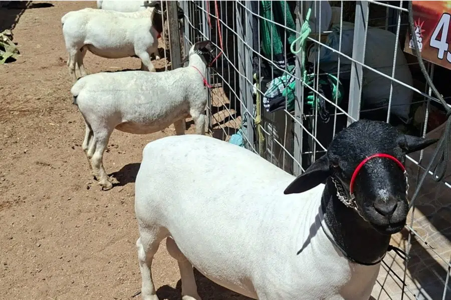 expo sao sebastiao do umbuzeiro exposicao de animais