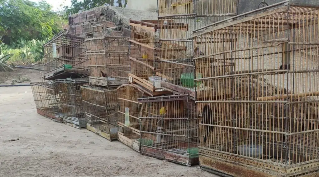 operação animais silvestres