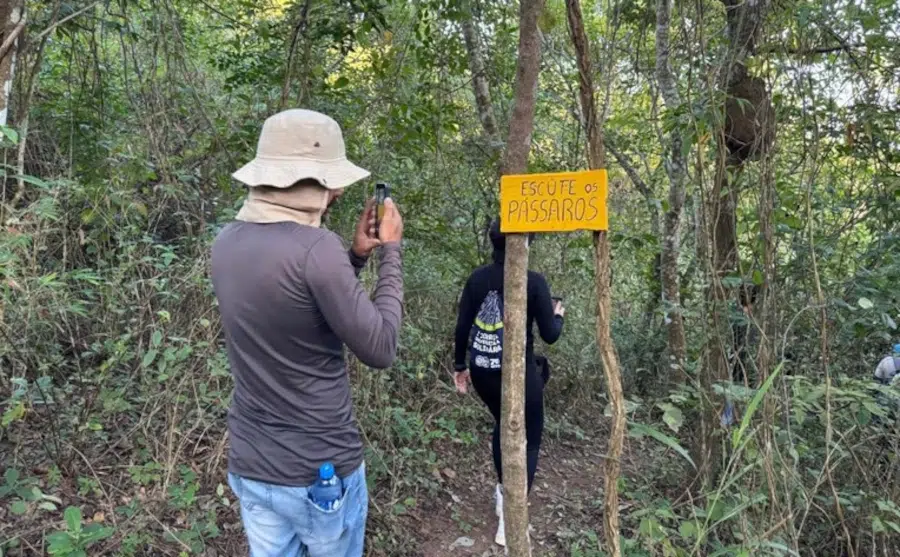 passaros observação