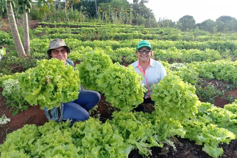 plantacao de alimentos organicos