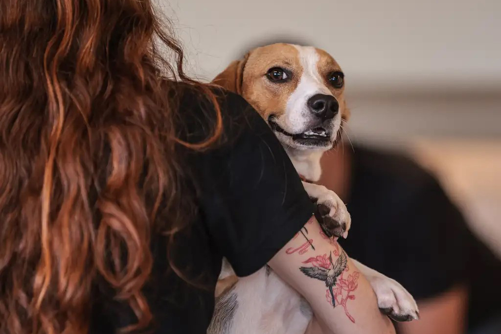 Condomínios não podem proibir pets, mas podem estabelecer regras