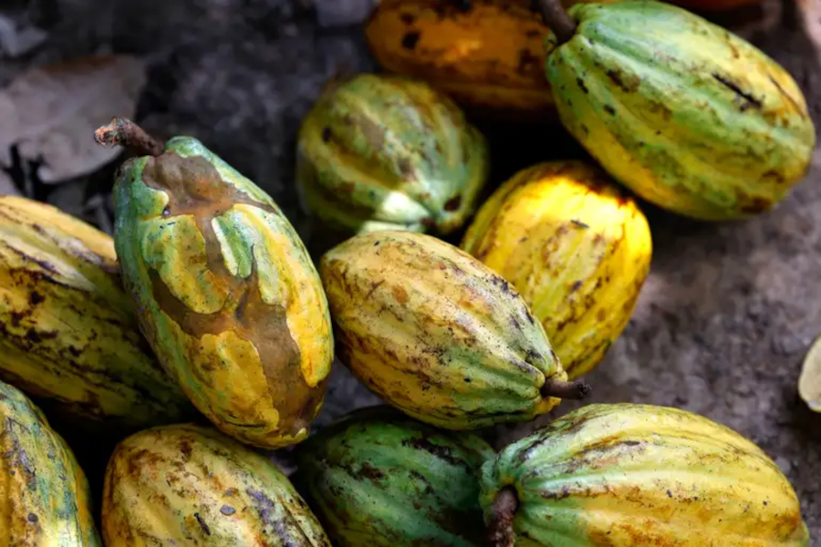 Preço do cacau desaba, mas chocolate continua muito caro