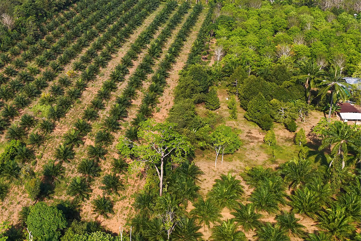Engenheiro agrônomo dá orientações para implantação de agroflorestas no semiárido
